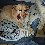 Rouky participe au concours pour gagner de l'argent avec cette photo : dog, dog_bed, blanket, plush_toy, indoor, floor_tile, carpet, bow, pet, canine, cozy, resting, brown_dog, stuffed_animal, home_interior, furniture, animal_bed, decor, relaxed, toy