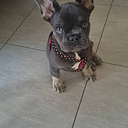 Helene Tassart participe au concours pour gagner de l'argent avec cette photo : dog, puppy, french_bulldog, pet, floor, tile, indoor, cute, ears, harness, animal, small, fur, black, white, looking, sitting, young, companion, domestic