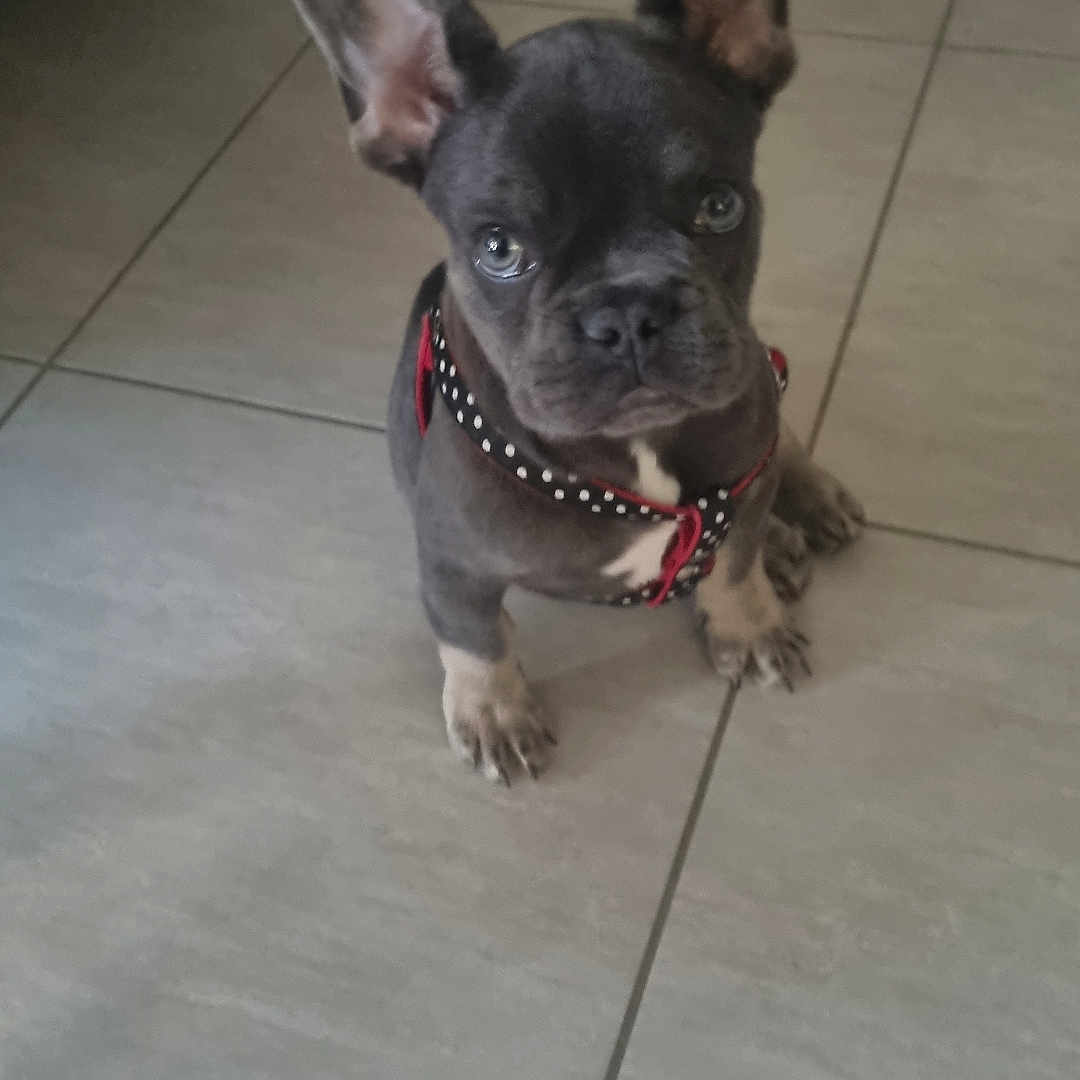 Helene Tassart participe au concours pour gagner de l'argent avec cette photo : animal, black, companion, cute, dog, domestic, ears, floor, french_bulldog, fur, harness, indoor, looking, pet, puppy, sitting, small, tile, white, young