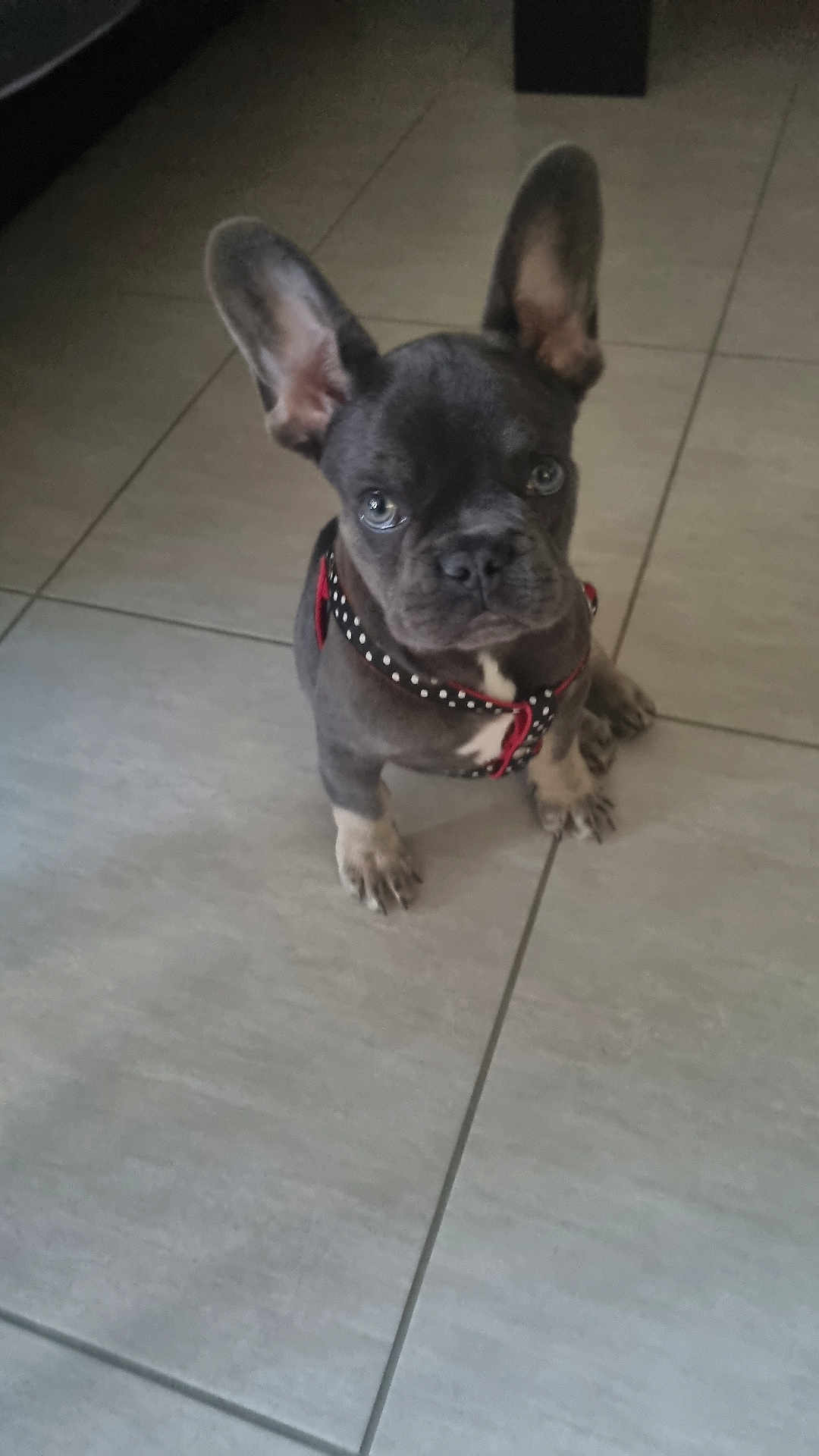 Helene Tassart participe au concours pour gagner de l'argent avec cette photo : dog, puppy, french_bulldog, pet, floor, tile, indoor, cute, ears, harness, animal, small, fur, black, white, looking, sitting, young, companion, domestic