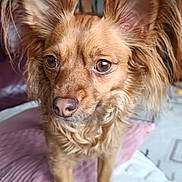Pip is registered to the contest to win money with this photo: attentive, bed, blanket, brown_fur, canine, close_up, curious, dog, eyes, fluffy, fur_texture, home_interior, indoor, long_ears, nose, pet, pillow, portrait, small_dog, whiskers