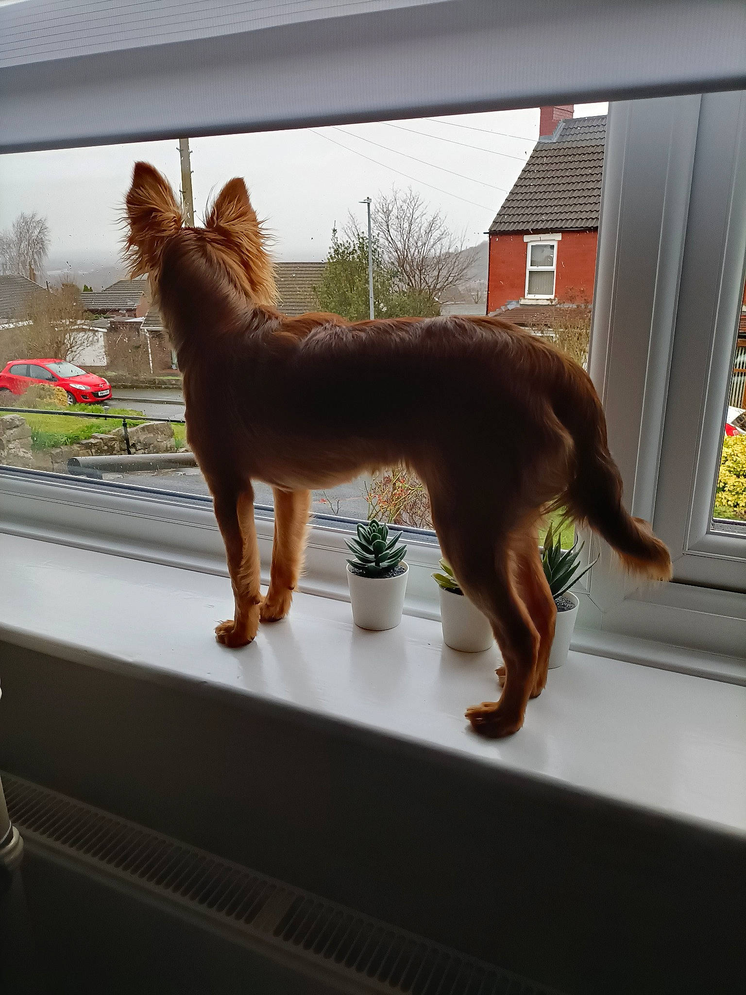 Pip joined the competition — help win amazing prizes! canidae, carnivore, companion_dog, dog_breed, fawn, felidae, houseplant, liver, plant, sky, small_to_medium_sized_cats, snout, sporting_group, tail, terrestrial_animal, tints_and_shades, tree, whiskers, window, wood