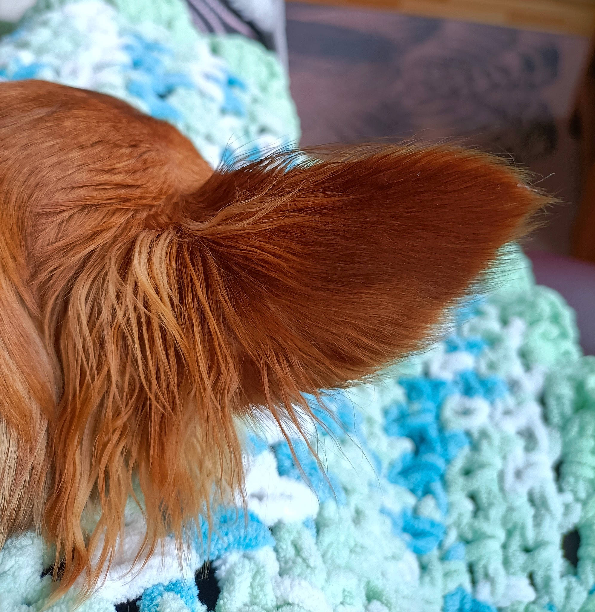 Pip is registered to the contest to win money with this photo: azure, blue, canidae, companion_dog, dog_breed, electric_blue, fashion_accessory, fawn, feather, fur, grass, human_leg, liver, livestock, snout, sporting_group, tail, whiskers, wing, winter