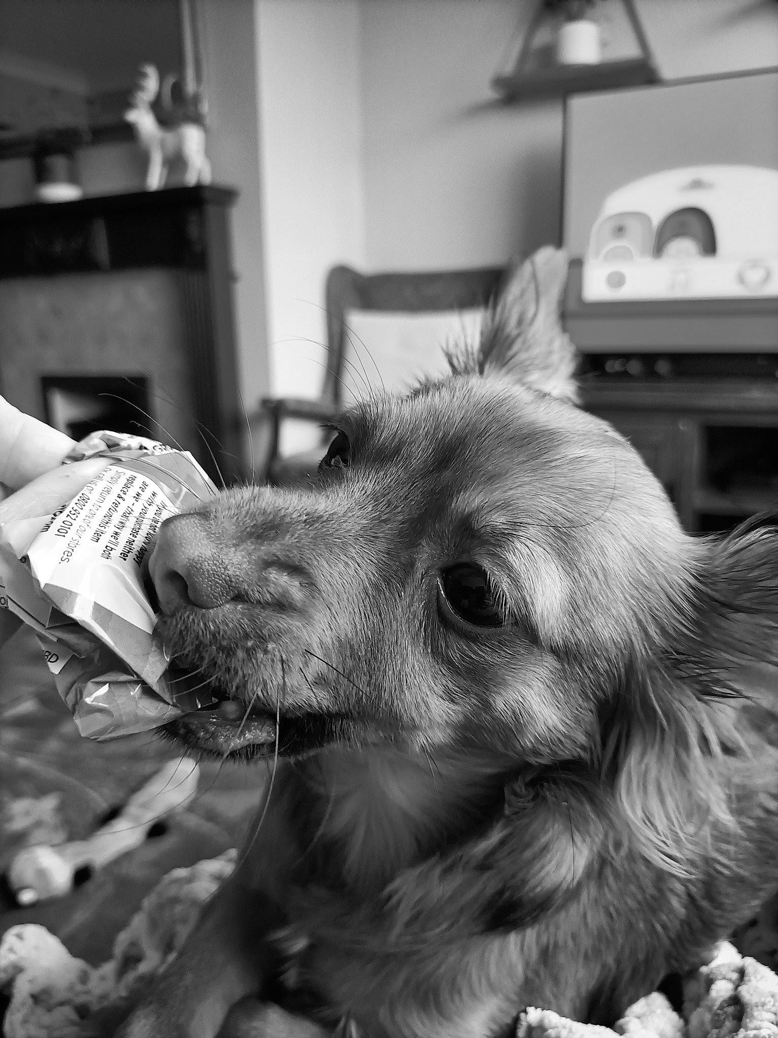Pip joined the competition — help win amazing prizes! black, black_and_white, canidae, carnivore, companion_dog, dog, dog_breed, ear, fur, monochrome, monochrome_photography, photography, snapshot, snout, sporting_group, style, whiskers, white, working_animal