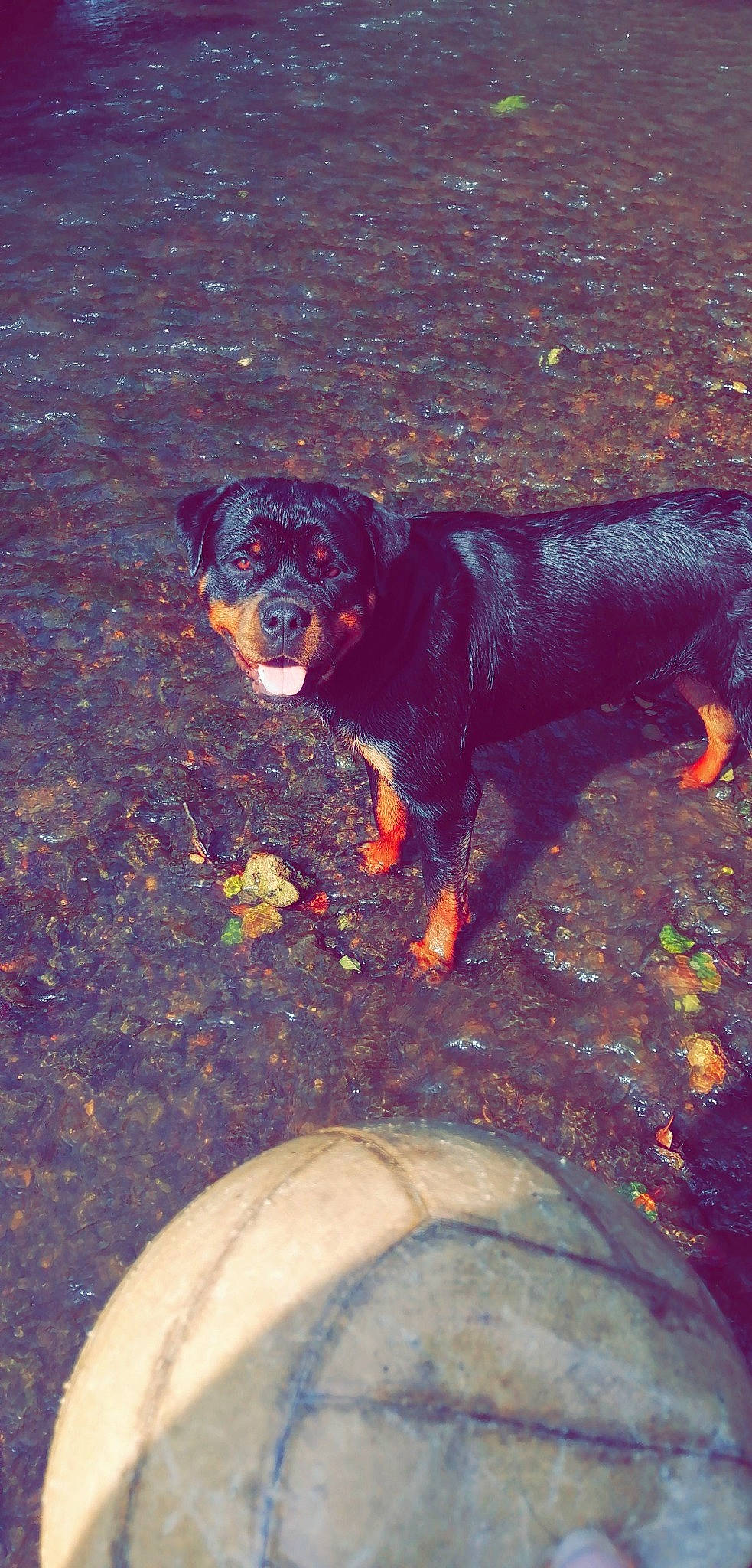 Oz participe au concours pour gagner de l'argent avec cette photo : austrian_black_and_tan_hound, canidae, carnivore, dog, dog_breed, hunting_dog, rottweiler, snout, sporting_group, working_dog