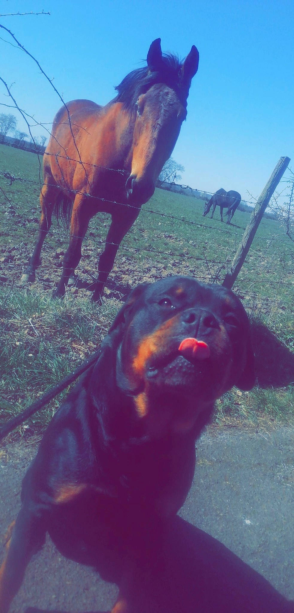 Oz participe au concours pour gagner de l'argent avec cette photo : canidae, carnivore, chesapeake_bay_retriever, dog, dog_breed, flat_coated_retriever, guard_dog, hunting_dog, labrador_retriever, liver, retriever, sporting_group, tail