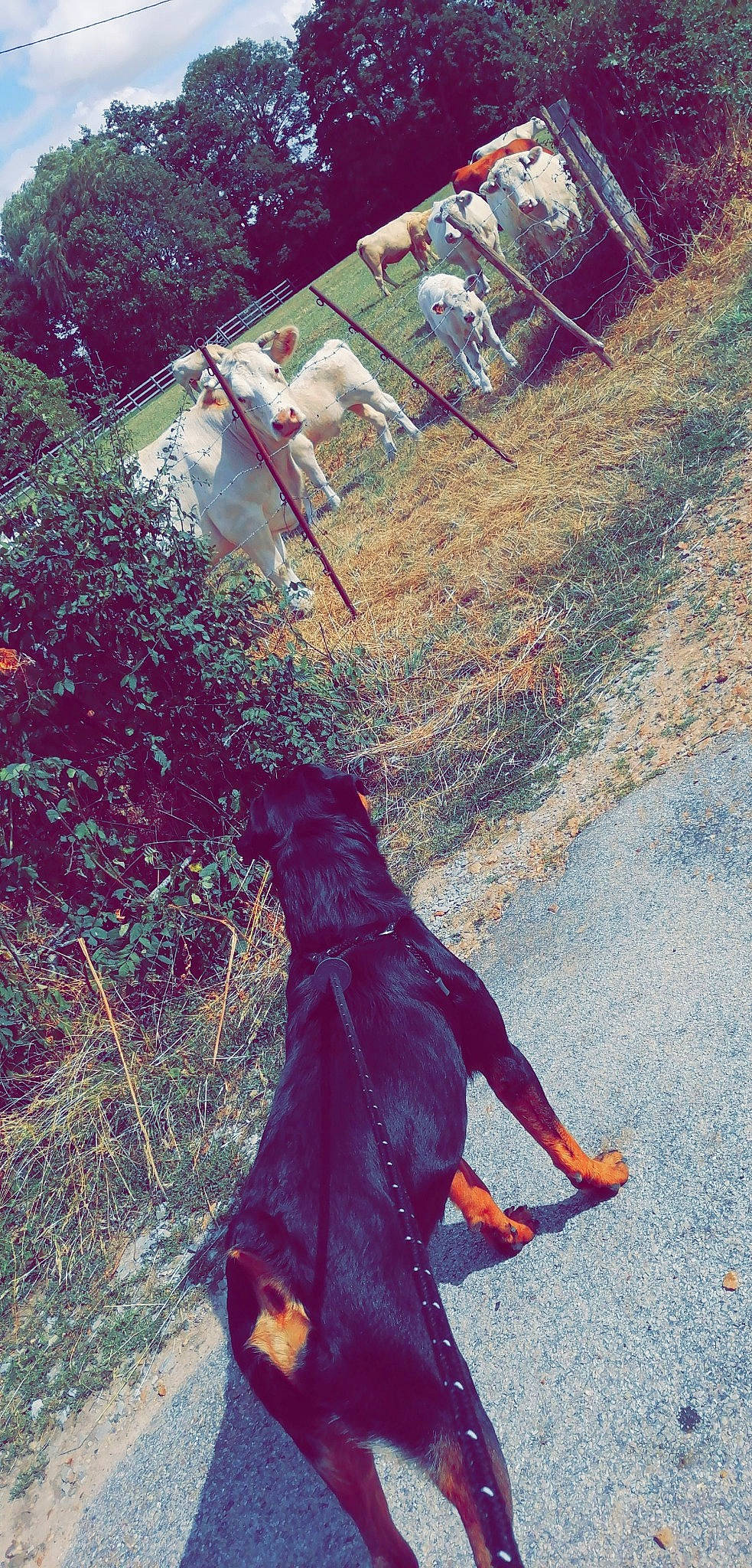 Oz a rejoint le concours — aidez-le/la à gagner de superbes lots ! canidae, dress, guard_dog, plant, red, shadow, sporting_group, tree