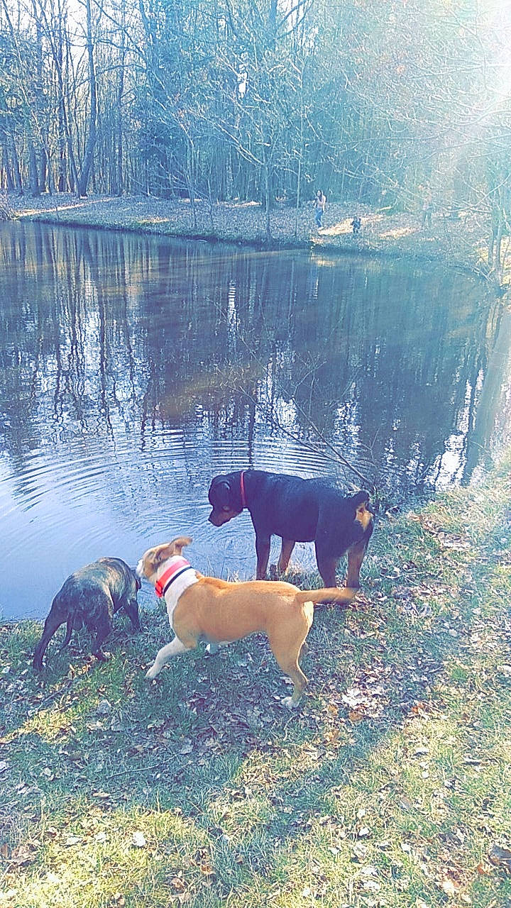 Oz a rejoint le concours — aidez-le/la à gagner de superbes lots ! canidae, carnivore, coonhound, dog, dog_breed, dog_walking, entlebucher_mountain_dog, estonian_hound, finnish_hound, hound, hunting_dog, mountain, serbian_hound, serbian_tricolour_hound