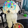 birthday, candle, cat, cat_tree, celebration, chair, curious, curtain, cute, dog, floor, food_bowl, glasses, household, indoor, number_one, pet, table, white_fur, window