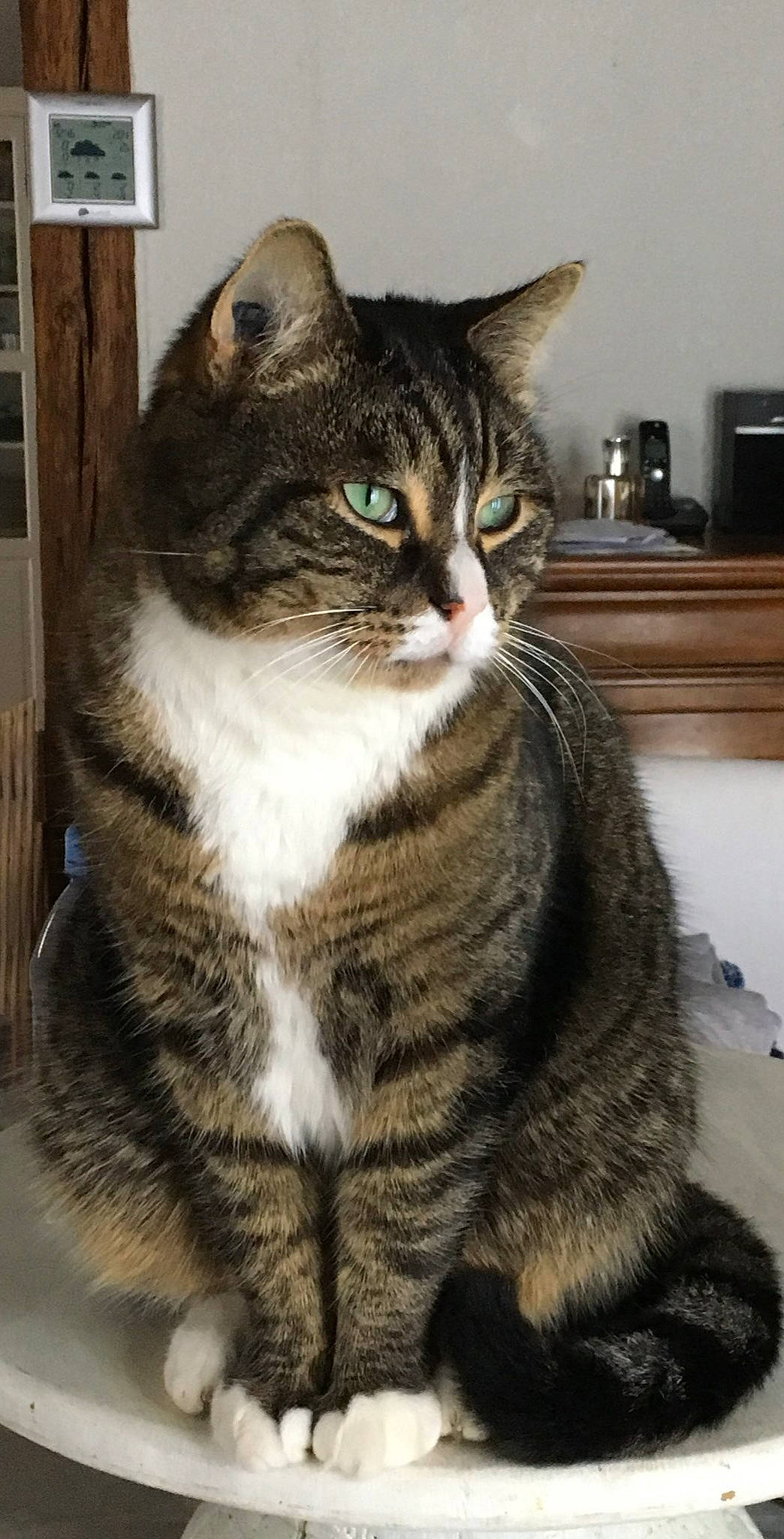 Google a rejoint le concours — aidez-le/la à gagner de superbes lots ! carnivore, cat, collar, domestic_short_haired_cat, door, eye, felidae, fur, paw, sitting, small_to_medium_sized_cats, snout, tail, terrestrial_animal, tree, whiskers, window