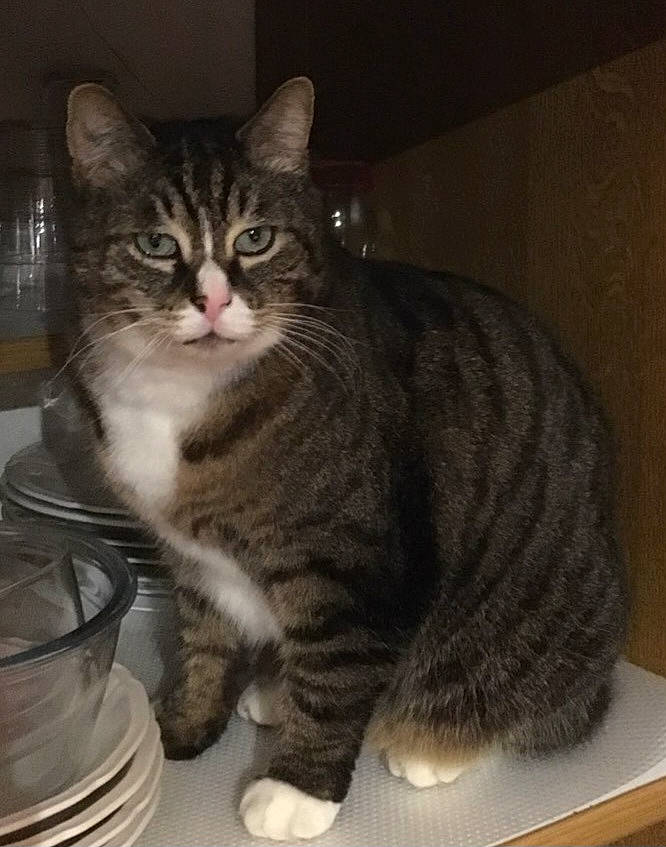 Google a rejoint le concours — aidez-le/la à gagner de superbes lots ! carnivore, cat, domestic_short_haired_cat, felidae, fur, grey, paw, salt_and_pepper_shakers, serveware, sitting, small_to_medium_sized_cats, snout, tableware, tail, terrestrial_animal, whiskers