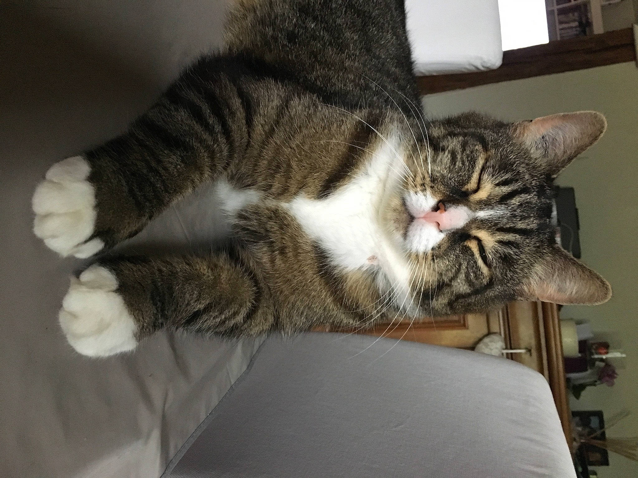 Google participe au concours pour gagner de l'argent avec cette photo : carnivore, cat, claw, comfort, domestic_short_haired_cat, felidae, fur, nap, paw, small_to_medium_sized_cats, snout, tail, whiskers