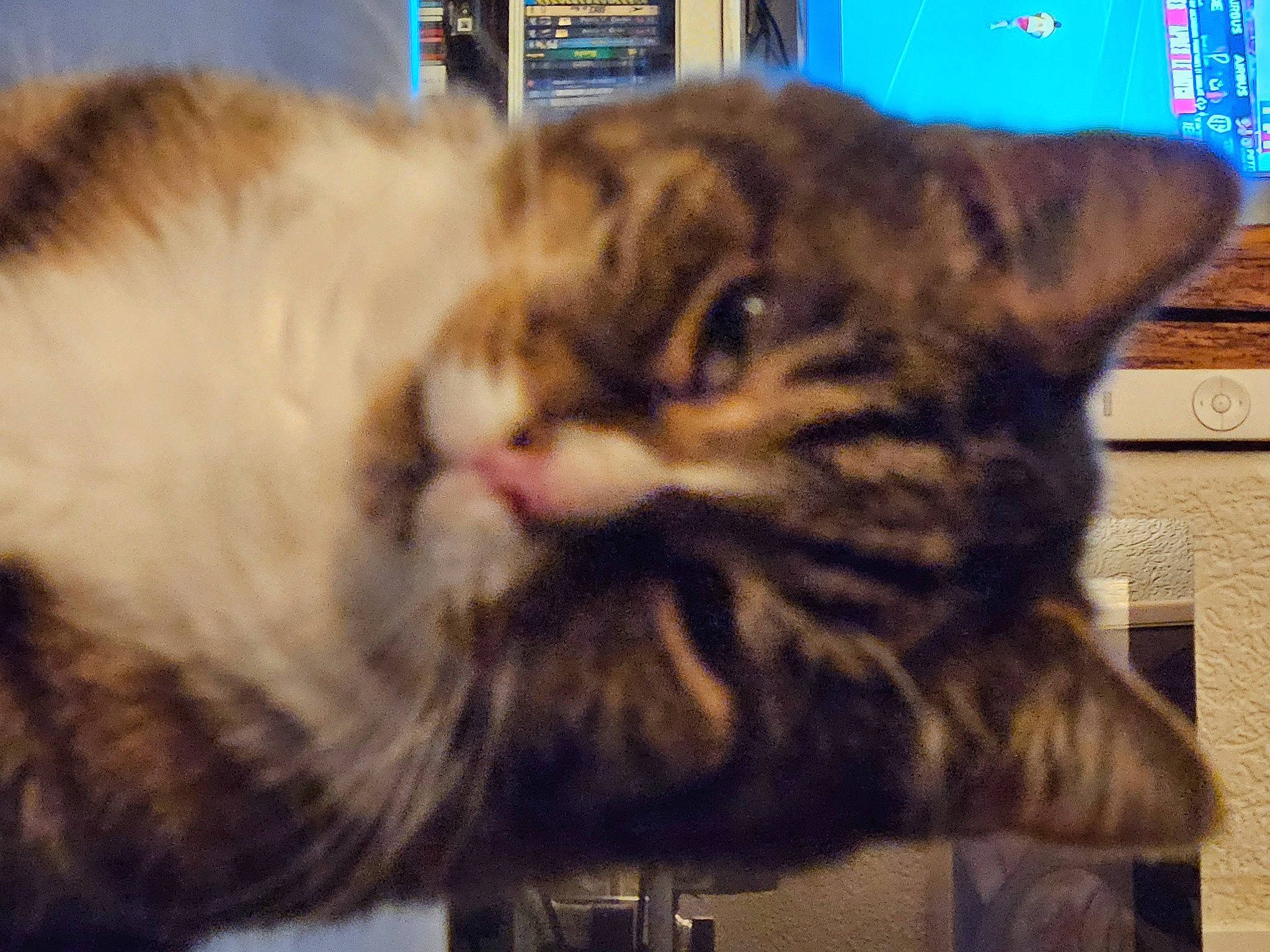 Google participe au concours pour gagner de l'argent avec cette photo : carnivore, cat, claw, comfort, domestic_short_haired_cat, felidae, fur, nap, paw, small_to_medium_sized_cats, snout, tail, whiskers