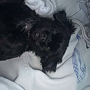 Pépite participe au concours pour gagner de l'argent avec cette photo : affenpinscher, animal, bed, bedroom, blanket, canine, cockerspaniel, couch, cushion, dog, furniture, head, homedecor, indoors, person, pet, puppy, room, sleeping, terrier