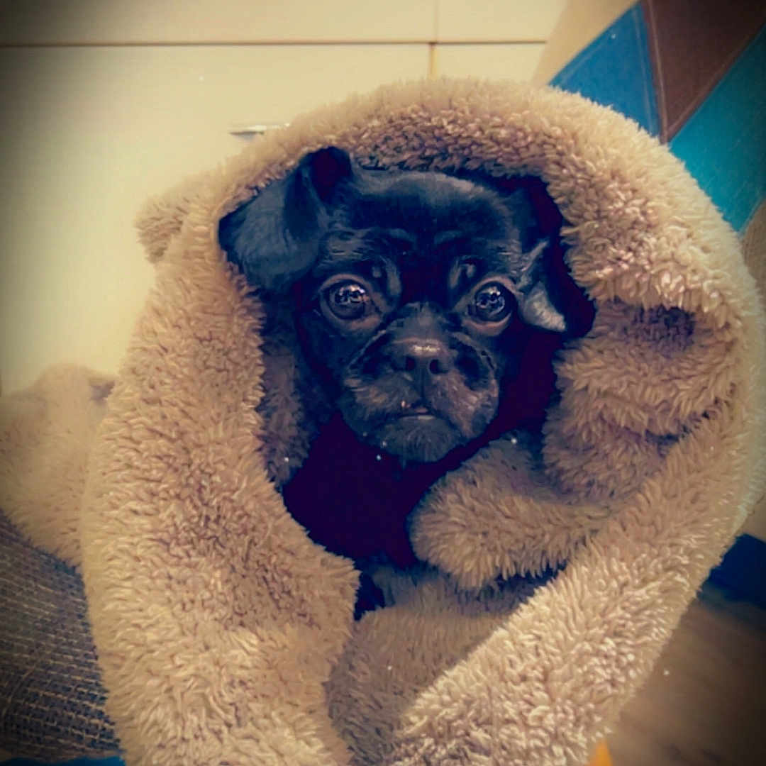 Pépite participe au concours pour gagner de l'argent avec cette photo : animal, blanket, boxer, bulldog, canine, cat, dog, face, frenchbulldog, furniture, head, homedecor, hound, person, pet, photography, pitbull, portrait, pug, puppy