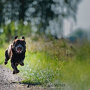 Vasco participe au concours pour gagner de l'argent avec cette photo : dog, running, black_dog, outdoor, nature, grass, path, motion, happy, animal, pet, canine, daylight, ears, tongue, blurred_background, energetic, jumping, speed, sunlight