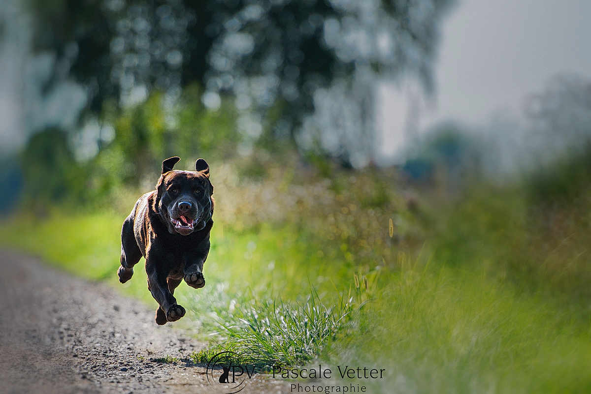 Vasco participe au concours pour gagner de l'argent avec cette photo : dog, running, black_dog, outdoor, nature, grass, path, motion, happy, animal, pet, canine, daylight, ears, tongue, blurred_background, energetic, jumping, speed, sunlight