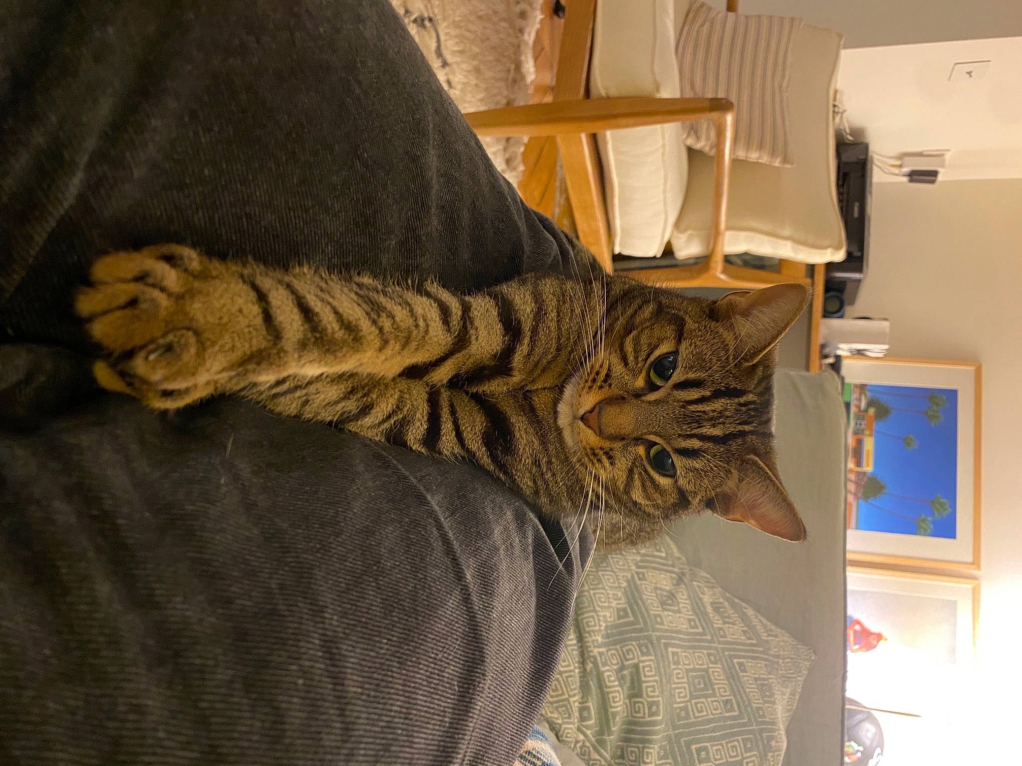 Heidi participe au concours pour gagner de l'argent avec cette photo : carnivore, cat, comfort, domestic_short_haired_cat, felidae, flooring, foot, fur, grey, hardwood, human_leg, pattern, room, small_to_medium_sized_cats, snout, tail, terrestrial_animal, whiskers, wood, wood_flooring