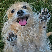 Queenie is registered to the contest to win money with this photo: dog, happy, tongue_out, paws, grass, outdoor, pet, animal, furry, playful, closeup, cute, smiling, mammal, friendly, canine, adorable, nature, fur, expression