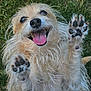 dog, happy, tongue_out, paws, grass, outdoor, pet, animal, furry, playful, closeup, cute, smiling, mammal, friendly, canine, adorable, nature, fur, expression