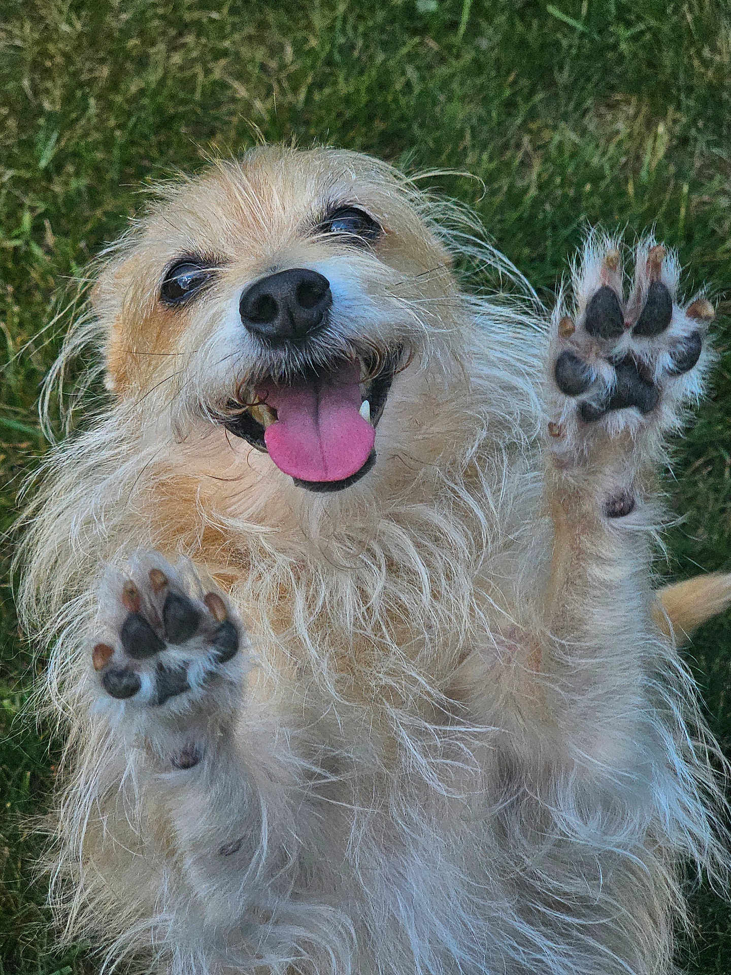 Queenie is registered to the contest to win money with this photo: dog, happy, tongue_out, paws, grass, outdoor, pet, animal, furry, playful, closeup, cute, smiling, mammal, friendly, canine, adorable, nature, fur, expression