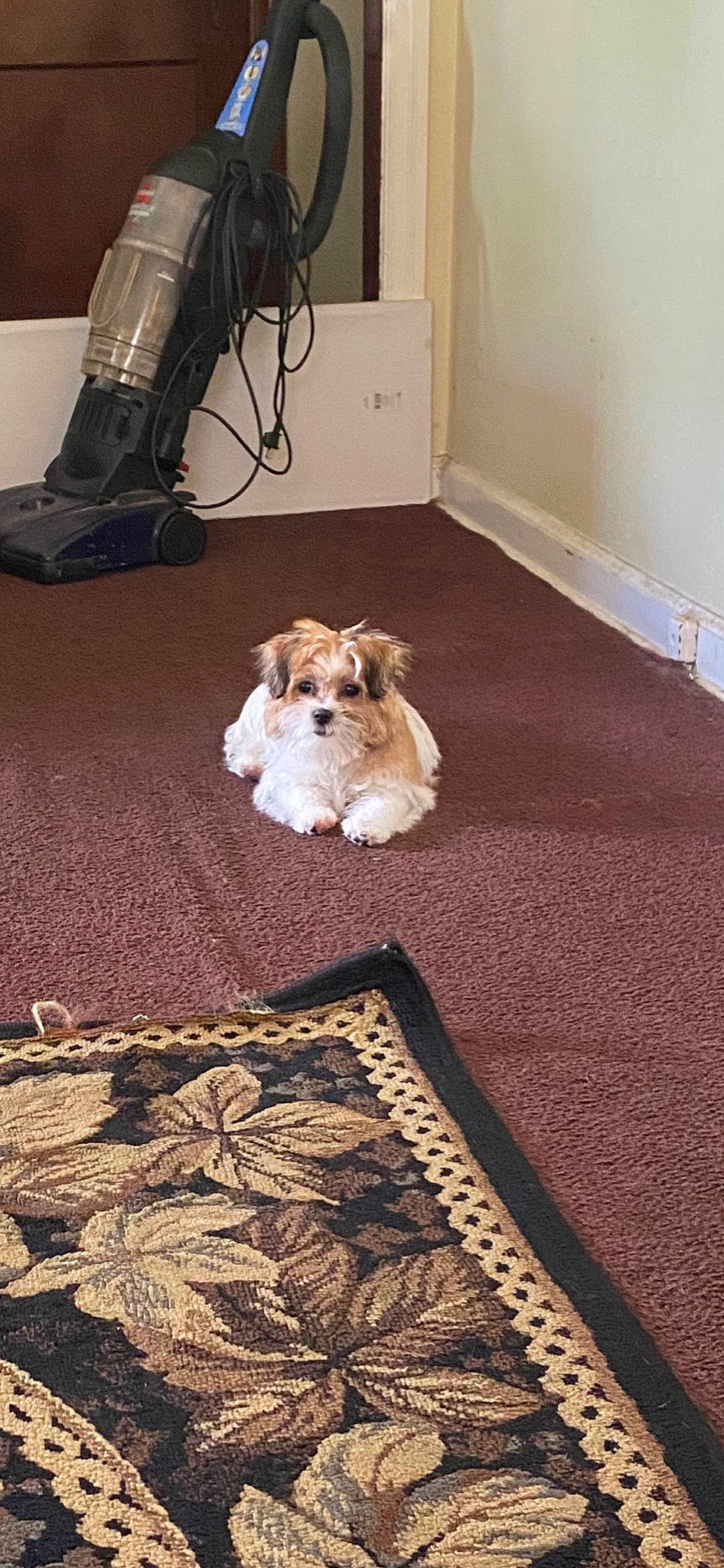 Mazi is registered to the contest to win money with this photo: canidae, carnivore, carpet, cavachon, cockapoo, companion_dog, dog, dog_breed, floor, flooring, havanese, lhasa_apso, maltese, mammal, morkie, norfolk_terrier, puppy, shih_tzu, sporting_lucas_terrier, tibetan_terrier