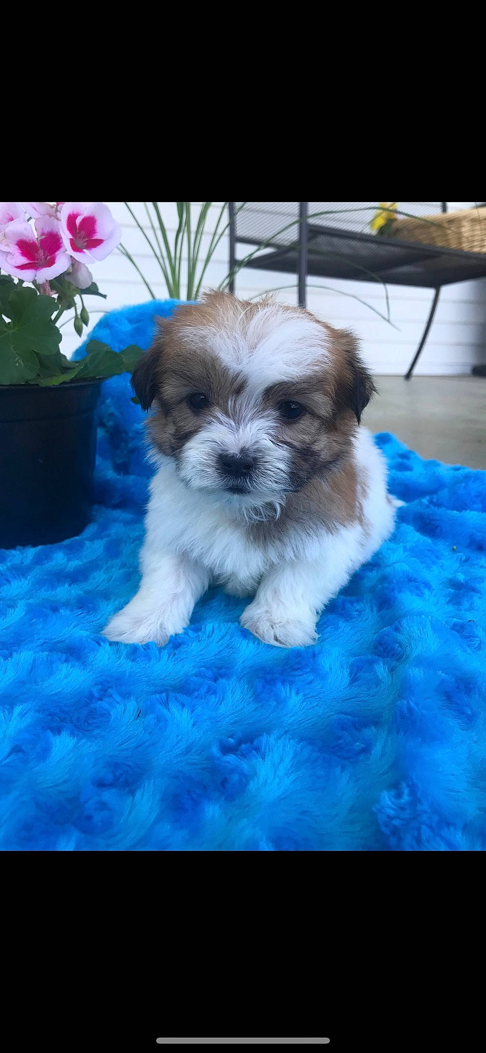 Mazi joined the competition — help win amazing prizes! bolonka, canidae, carnivore, chinese_imperial_dog, companion_dog, dog, dog_breed, havanese, kyi_leo, lhasa_apso, mal_shi, maltepoo, mammal, morkie, puppy, schnoodle, shih_poo, shih_tzu, sporting_lucas_terrier, vertebrate