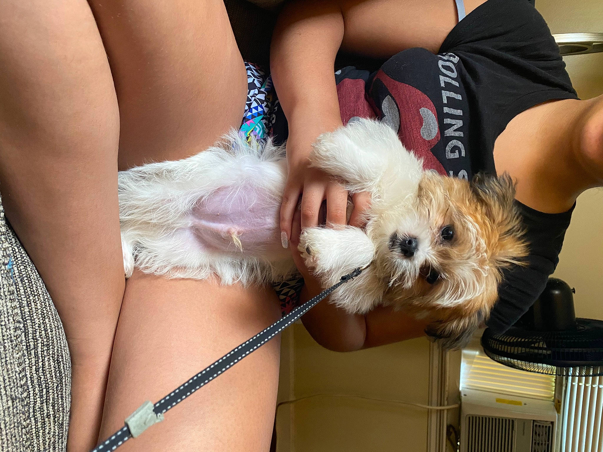 Mazi is registered to the contest to win money with this photo: abdomen, cairn_terrier, canidae, carnivore, companion_dog, dog, dog_breed, leg, lhasa_apso, morkie, non_sporting_group, norwich_terrier, puppy, puppy_love, shih_tzu, thigh, toy_dog