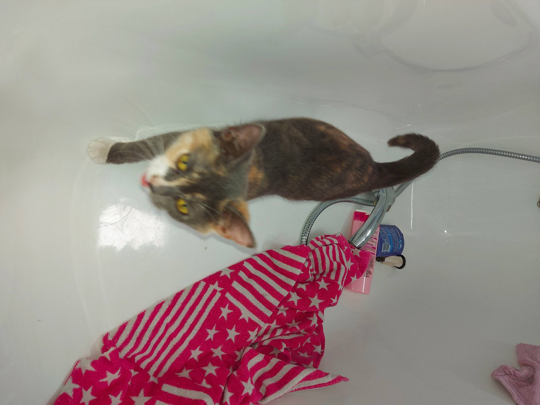 Vahiné a rejoint le concours — aidez-le/la à gagner de superbes lots ! bengal, carnivore, cat, cat_toy, felidae, kitten, muridae, small_to_medium_sized_cats, tabby_cat, tail, whiskers