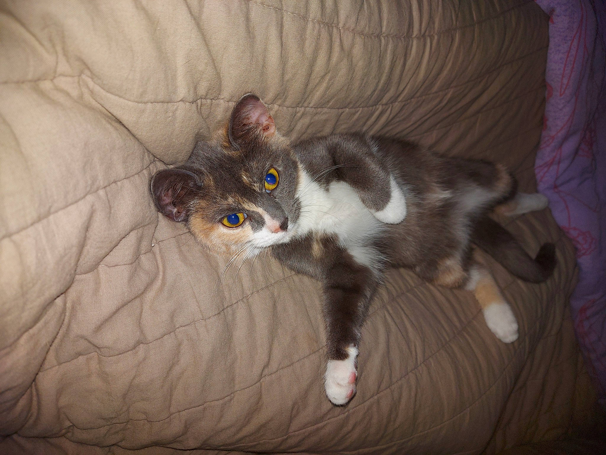 Vahiné participe au concours pour gagner de l'argent avec cette photo : aegean_cat, american_wirehair, bed, carnivore, cat, domestic_short_haired_cat, ear, european_shorthair, eye, felidae, fur, kitten, norwegian_forest_cat, paw, polydactyl_cat, skin, small_to_medium_sized_cats, tabby_cat, tail, whiskers