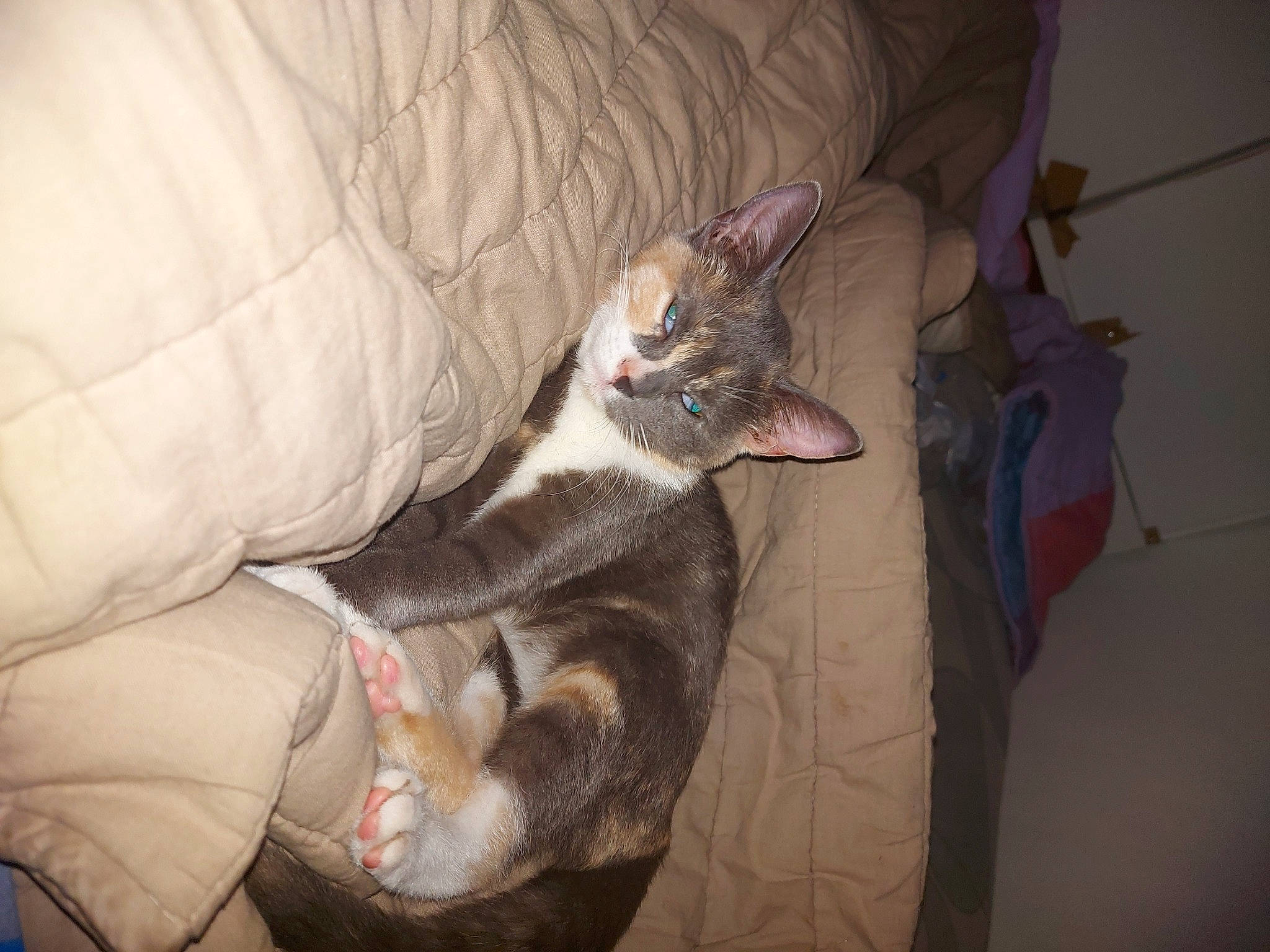 Vahiné participe au concours pour gagner de l'argent avec cette photo : asian, carnivore, cat, cornish_rex, domestic_short_haired_cat, european_shorthair, fawn, felidae, german_rex, kitten, oriental_shorthair, small_to_medium_sized_cats, snout, whiskers