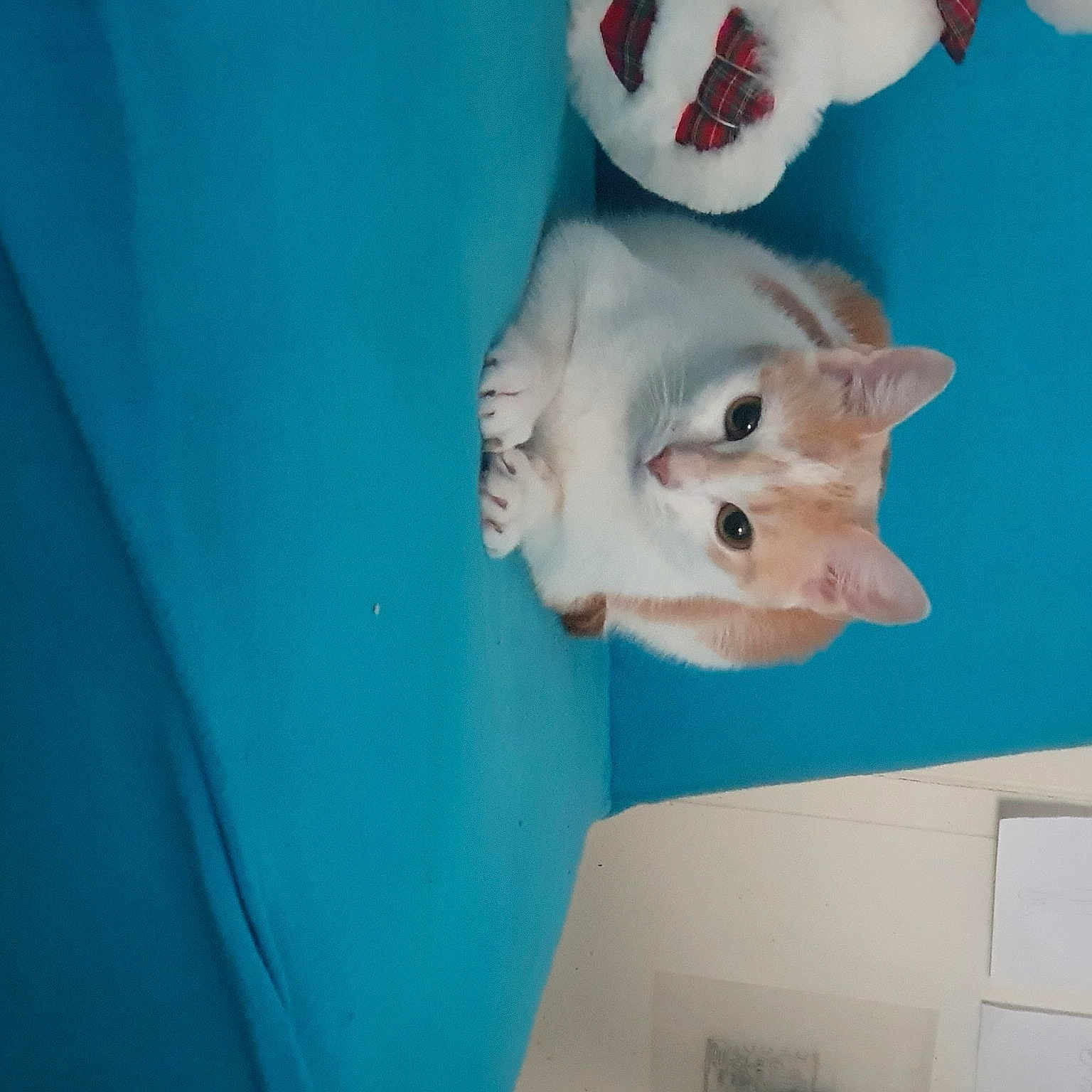 Naya