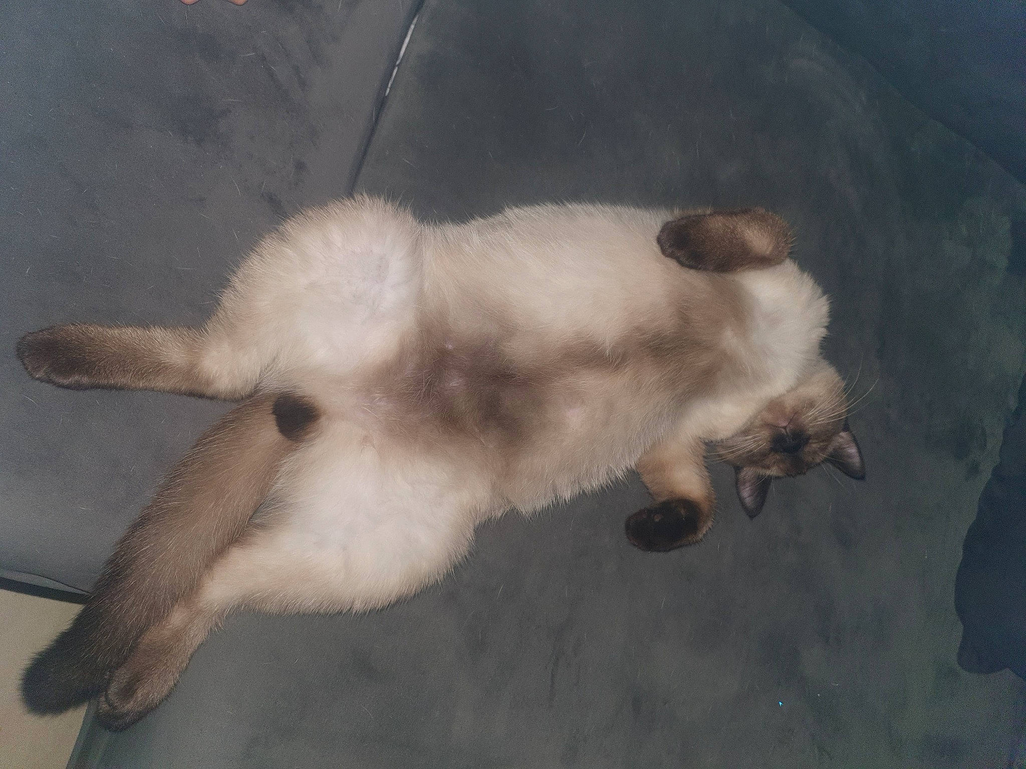 Gyzmo a rejoint le concours — aidez-le/la à gagner de superbes lots ! ancient_dog_breeds, canidae, carnivore, cat, claw, companion_dog, dog_breed, felidae, fur, paw, small_to_medium_sized_cats, sporting_group, tail, water, whiskers