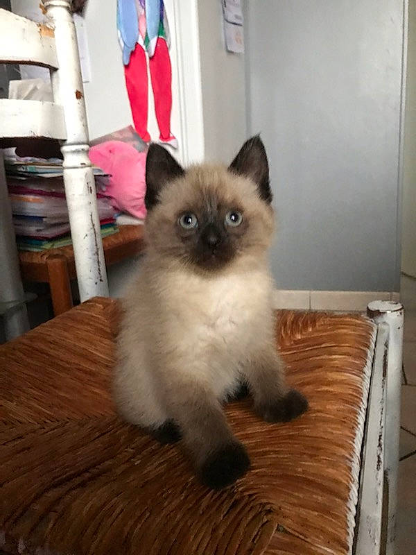 Gyzmo a rejoint le concours — aidez-le/la à gagner de superbes lots ! birman, carnivore, cat, fawn, felidae, flag, flooring, fur, hardwood, iris, siamese, small_to_medium_sized_cats, snout, table, tail, whiskers, wood