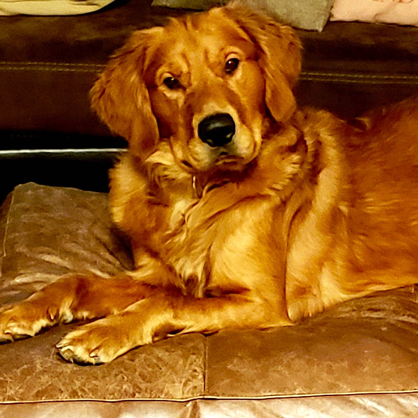 Cash is registered to the contest to win money with this photo: canidae, carnivore, companion_dog, couch, dog, dog_breed, fawn, fur, golden_retriever, gun_dog, liver, natural_material, paw, retriever, snout, sporting_group, whiskers, working_animal