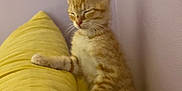 Charles is registered to the contest to win money with this photo: kitten, cat, orange_tabby, sleepy, yellow_pillow, furniture, indoor, wall, pet, cozy, resting, small_cat, cute, fur, whiskers, paw, soft, domestic_cat, young_cat, relaxed