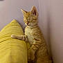 kitten, cat, orange_tabby, sleepy, yellow_pillow, furniture, indoor, wall, pet, cozy, resting, small_cat, cute, fur, whiskers, paw, soft, domestic_cat, young_cat, relaxed