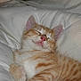Charles is registered to the contest to win money with this photo: kitten, cat, sleeping, orange_tabby, fur, pet, cute, whiskers, pink_nose, cozy, blanket, resting, animal, feline, closeup, soft, adorable, young, peaceful, domestic_cat