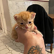 Charles is registered to the contest to win money with this photo: kitten, orange_cat, hand, tattoo, indoor, floor_tiles, person, furniture, close_up, cute, small_animal, pet, animal, young, domestic_cat, holding, paw, face, ears, whiskers