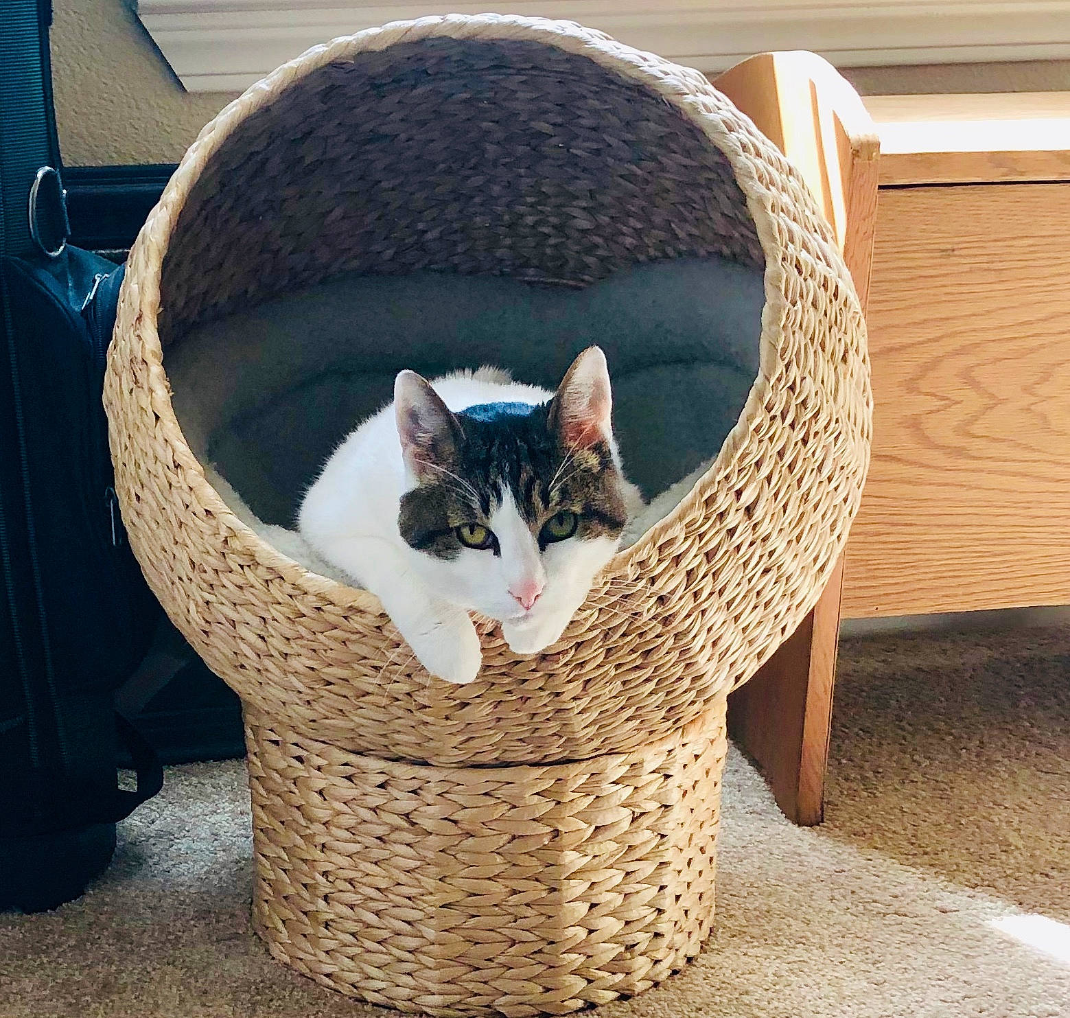 Razor is registered to the contest to win money with this photo: aegean_cat, basket, carnivore, cat, cat_bed, cat_furniture, cat_supply, domestic_short_haired_cat, european_shorthair, felidae, home_accessories, kitten, small_to_medium_sized_cats, whiskers, wicker