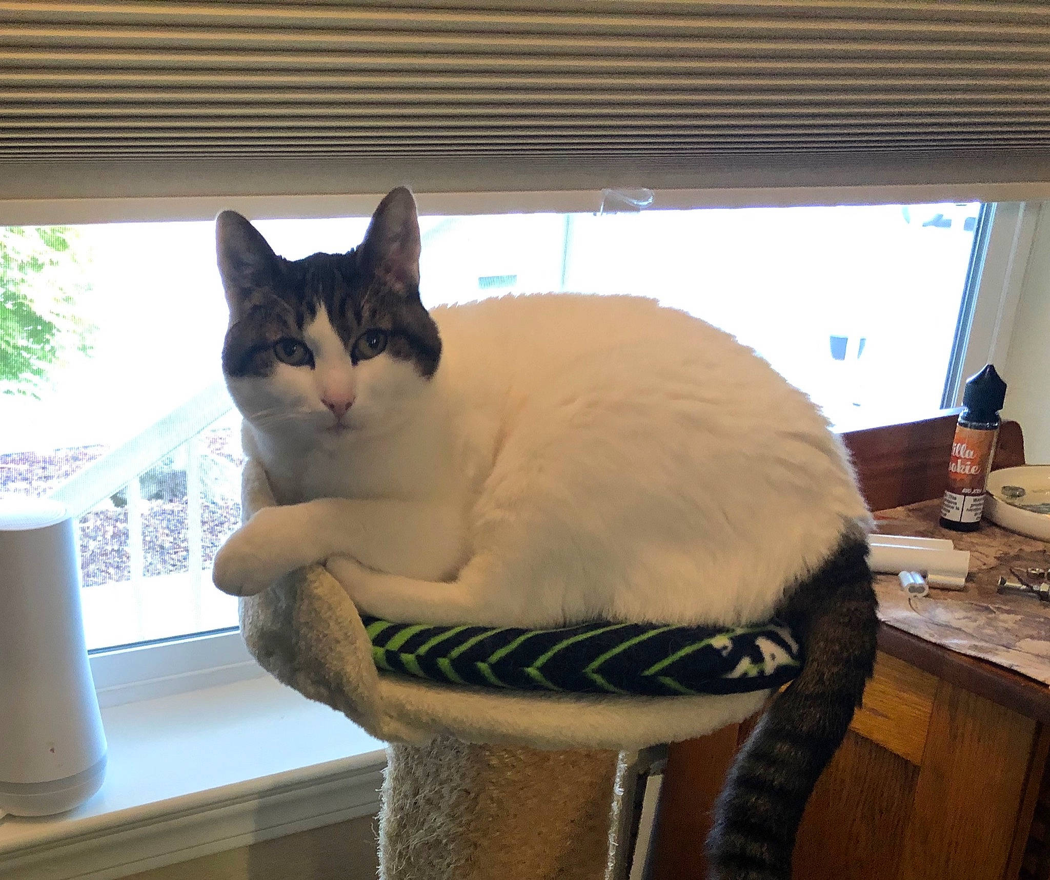 Razor joined the competition — help win amazing prizes! asian, carnivore, cat, cat_furniture, domestic_short_haired_cat, european_shorthair, fawn, felidae, kitten, small_to_medium_sized_cats, table, tail, whiskers, window