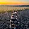 Blue a rejoint le concours — aidez-le/la à gagner de superbes lots ! puppy, dog, sitting, outdoor, country_road, sunset, golden_hour, rural, field, farmland, gravel, road, harness, black_and_white, brown_fur, pointed_ears, head_tilt, portrait, landscape, adorable
