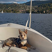 Blue participe au concours pour gagner de l'argent avec cette photo : dog, puppy, boat, sailboat, lake, water, outdoor, landscape, mountains, hills, village, forest, clouds, sky, travel, summer, pet, collar, sitting, photography