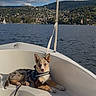 dog, puppy, boat, sailboat, lake, water, outdoor, landscape, mountains, hills, village, forest, clouds, sky, travel, summer, pet, collar, sitting, photography