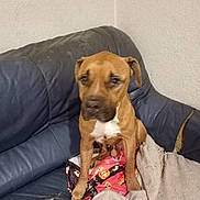 Tyson a rejoint le concours — aidez-le/la à gagner de superbes lots ! animal, blanket, blue_couch, brown_dog, canine, comfort, curious, dog, domestic_animal, furniture, home, indoor, leather_couch, living_room, looking, pet, resting, seated, wall, white_chest