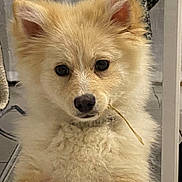 Urgo a rejoint le concours — aidez-le/la à gagner de superbes lots ! animal, canine, close_up, companion, curious, cute, dog, domestic, ears, face, floor, fluffy, fur, furniture, indoor, light_brown, pet, portrait, puppy, twig