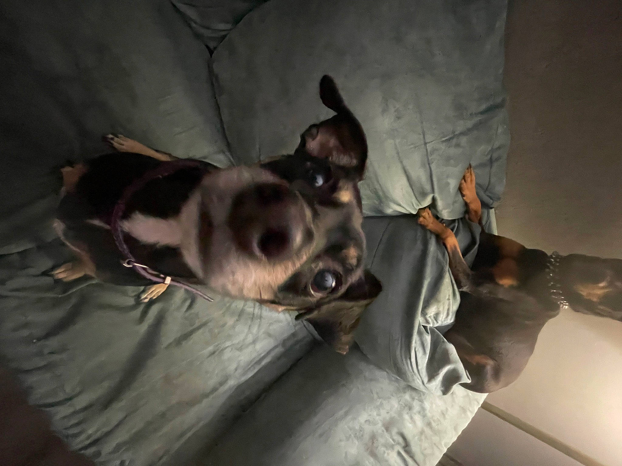 Groot joined the competition — help win amazing prizes! canidae, carnivore, comfort, companion_dog, dog, dog_breed, fawn, fur, nap, non_sporting_group, sleep, snout, sporting_group, toy_dog, working_animal