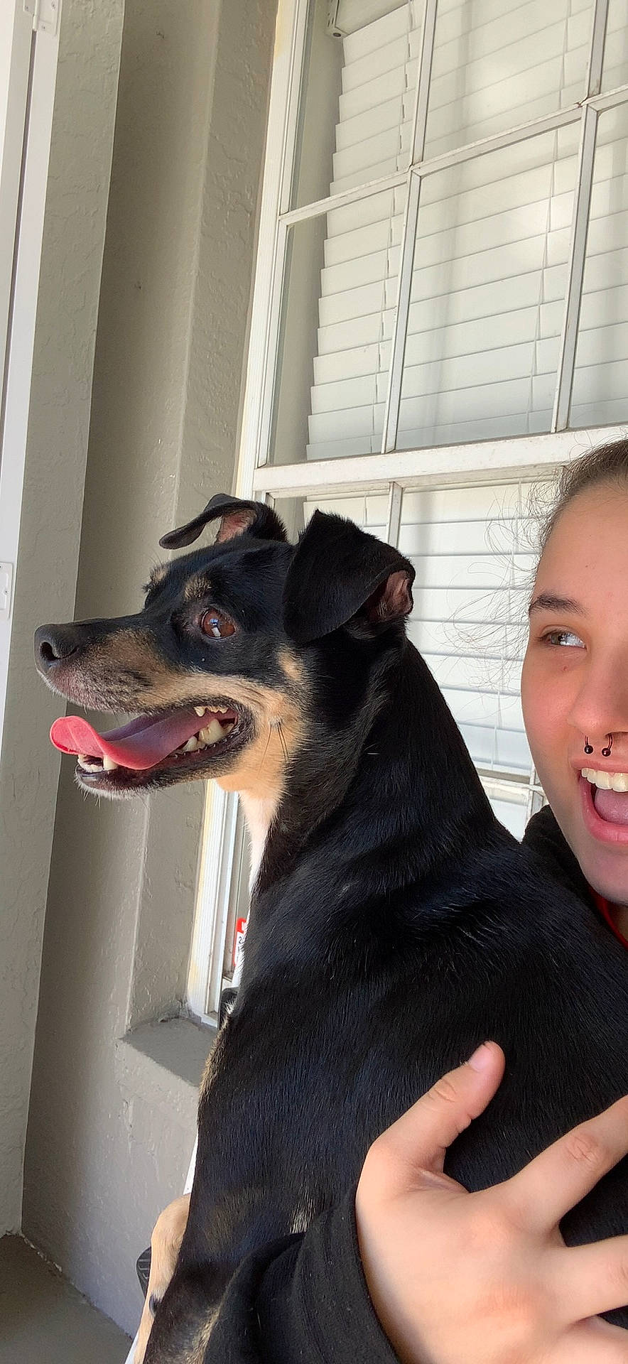 Groot is registered to the contest to win money with this photo: canidae, carnivore, collar, companion_dog, dog, dog_breed, dog_collar, ear, fur, gesture, happy, jaw, pet_supply, smile, snout, sporting_group, throat, whiskers, window, working_animal