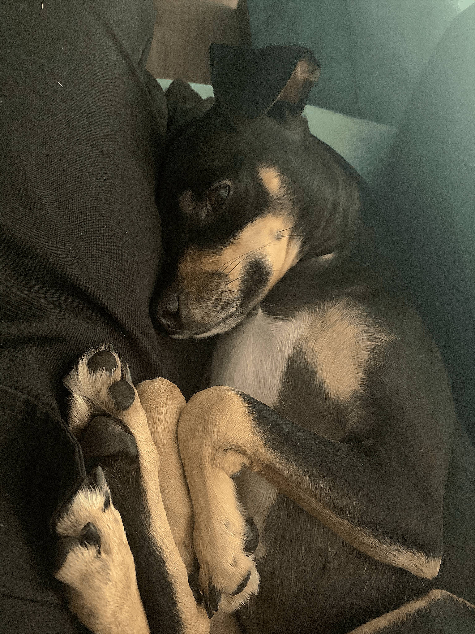 Groot is registered to the contest to win money with this photo: bored, canidae, carnivore, comfort, companion_dog, dog, dog_breed, dog_supply, ear, fur, guard_dog, non_sporting_group, paw, sitting, sporting_group, toy_dog, whiskers, working_animal, working_dog