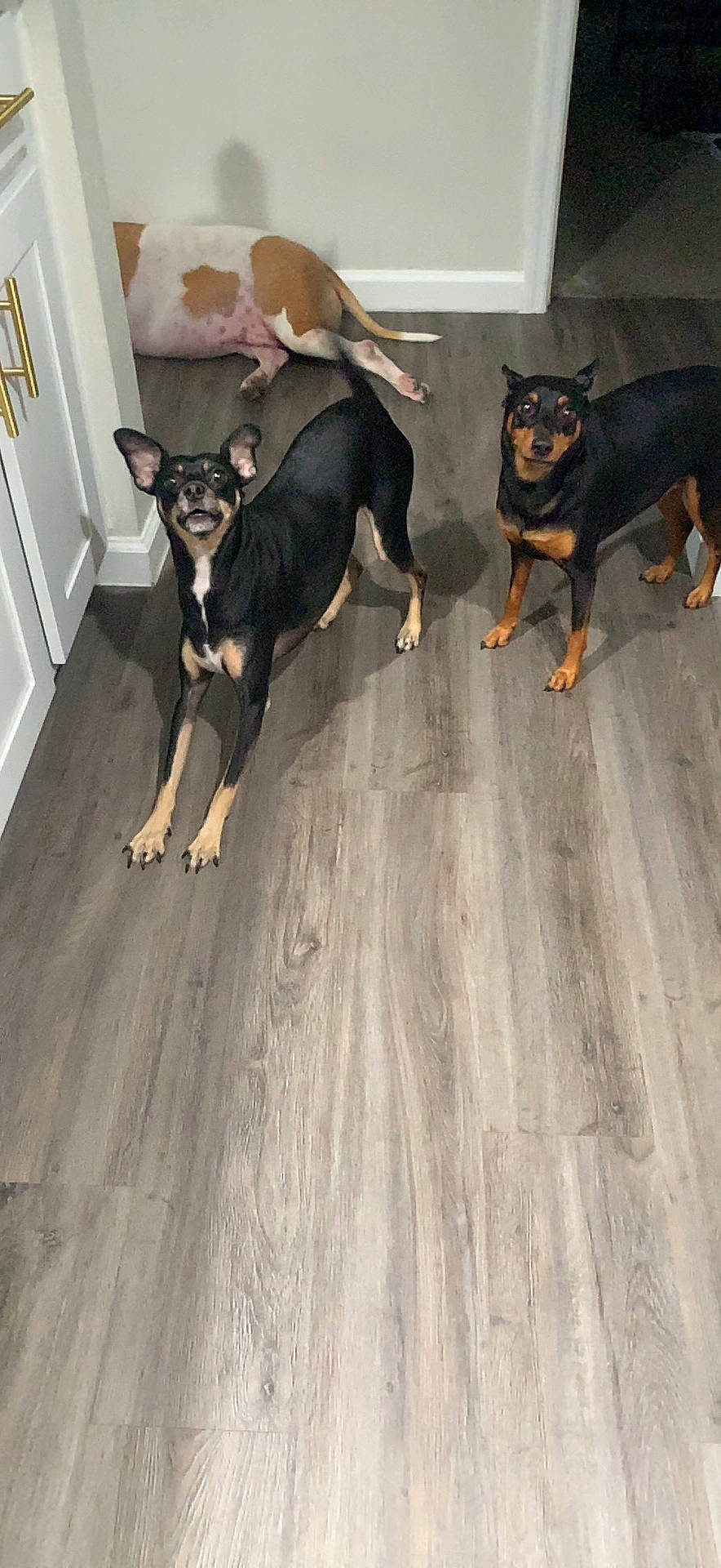 Groot is registered to the contest to win money with this photo: carnivore, companion_dog, dog, dog_breed, door, fawn, flooring, grey, hardwood, mammal, paw, pinscher, snout, sporting_group, tail, toy_dog, vertebrate, wood, wood_flooring, working_animal